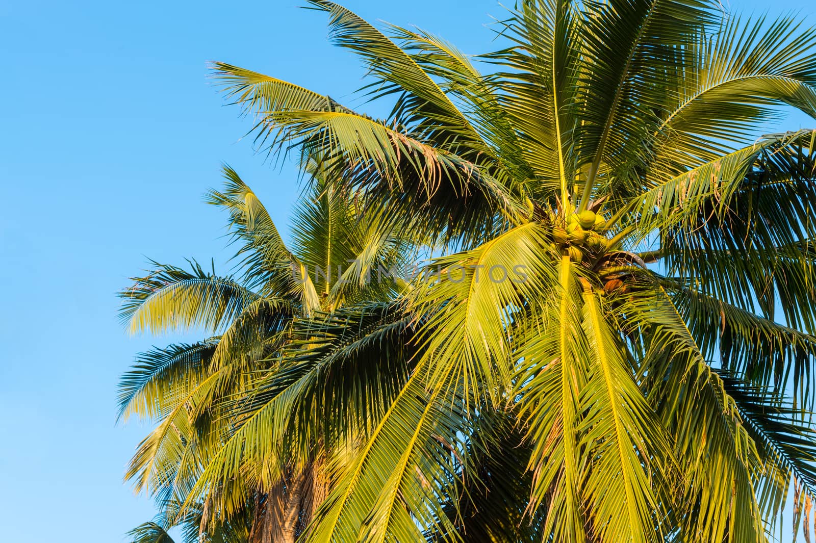 coconut tree and blue sky