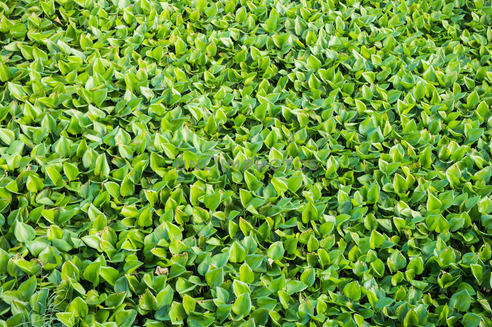 water hyacinth plant