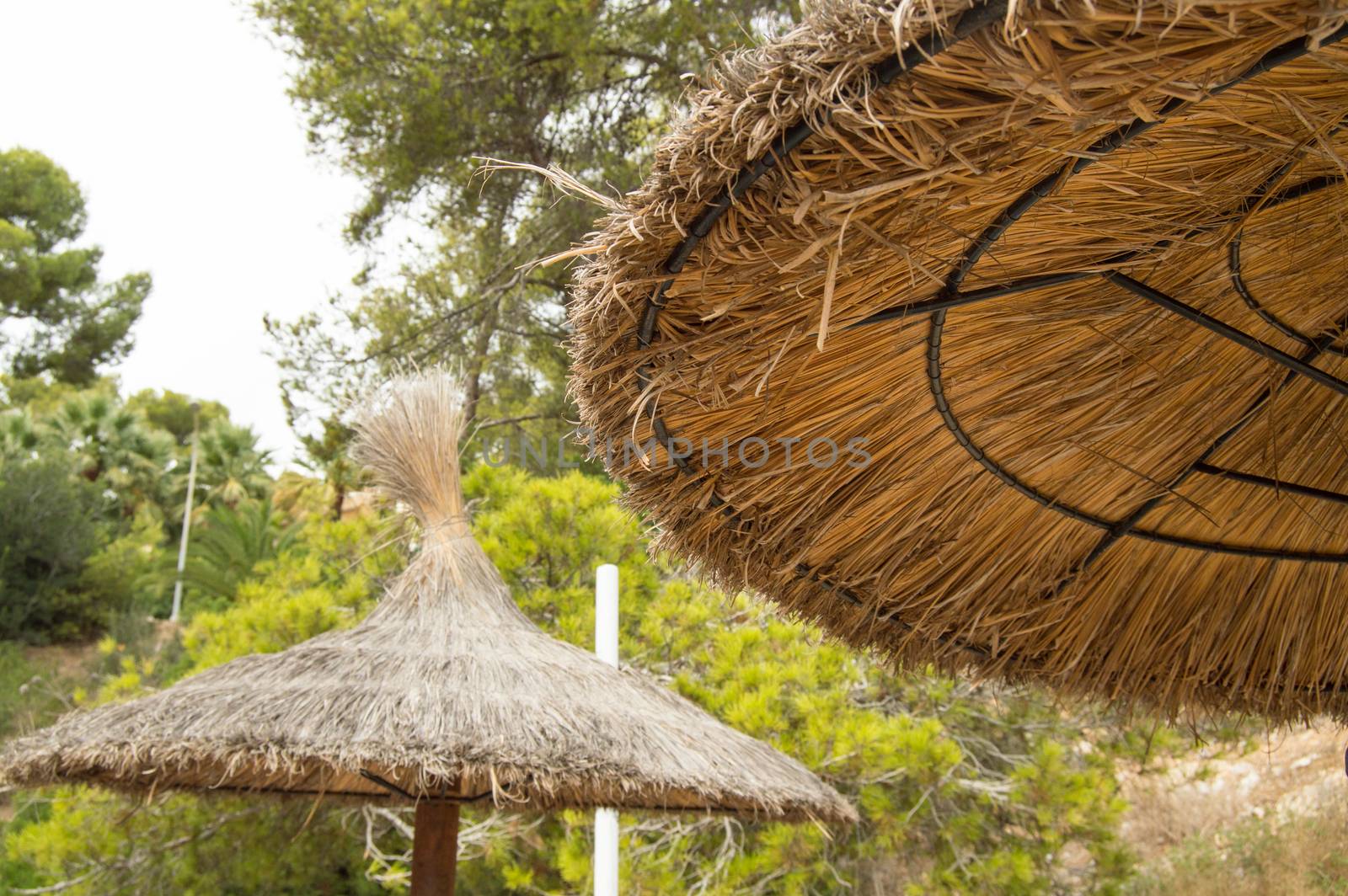 Straw umbrellas on the beach in Palma de Mallorca, Close-up against trees by claire_lucia
