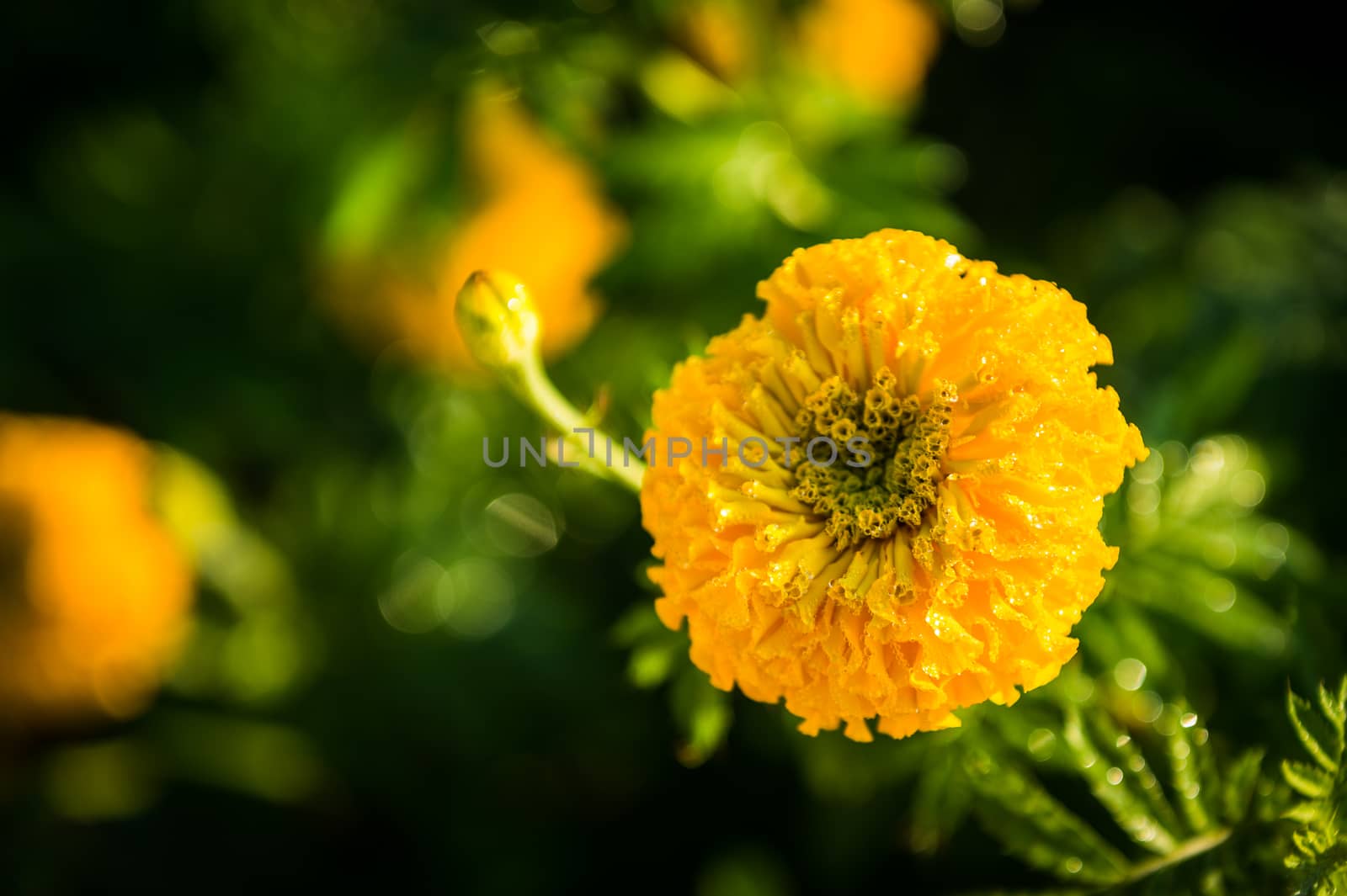 Yellow marigold flower closeup