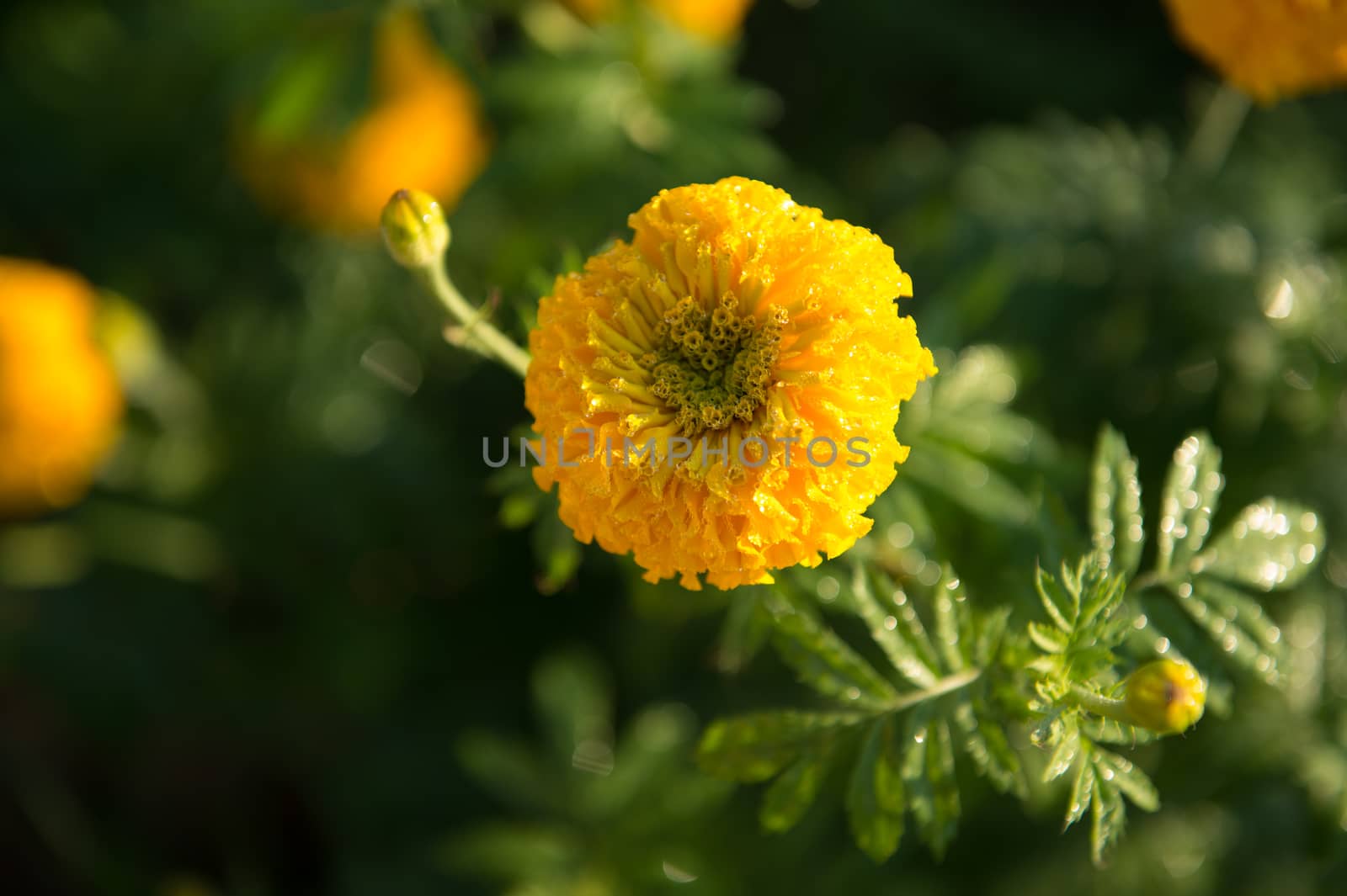Yellow marigold flower closeup