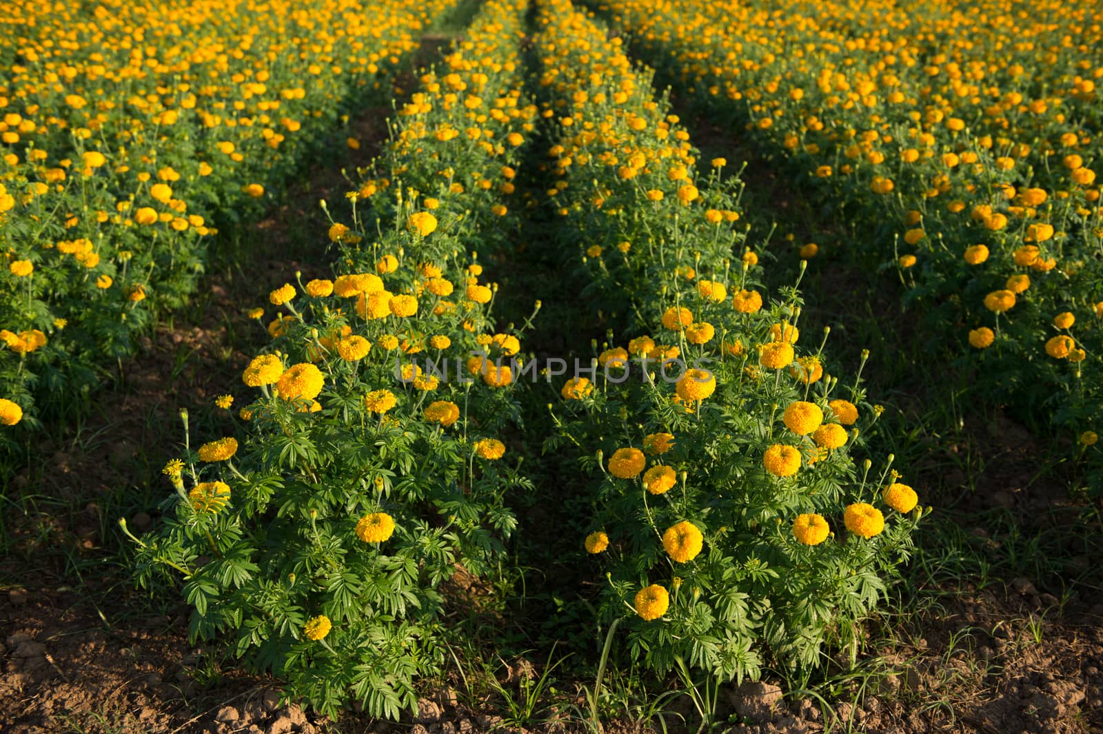 Yellow marigold flower farm