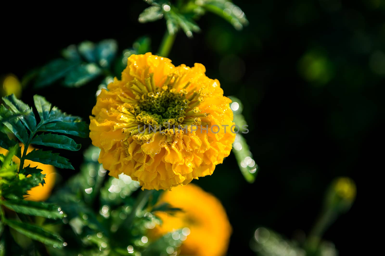 Yellow marigold flower closeup