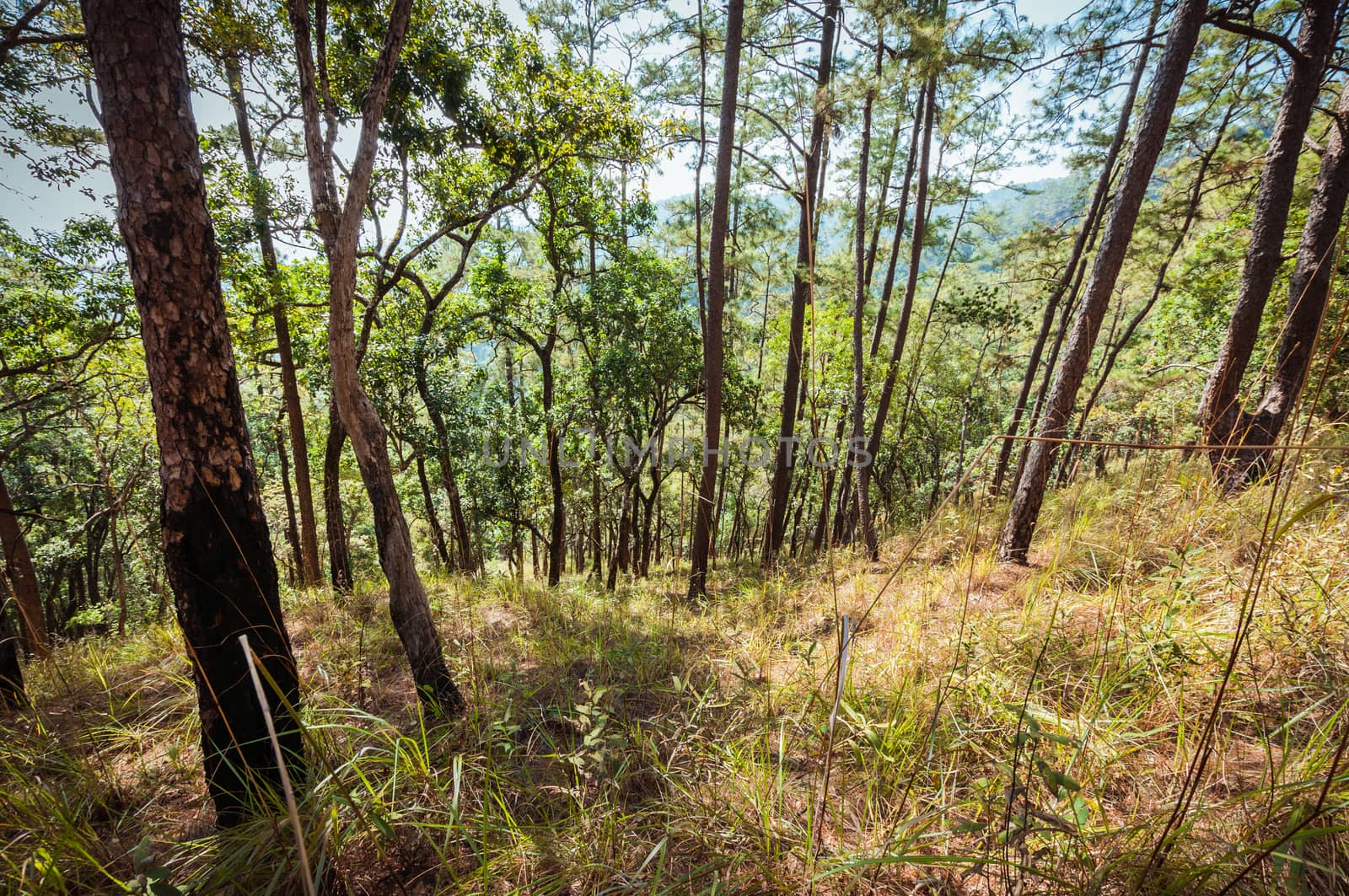 tree forest landscape