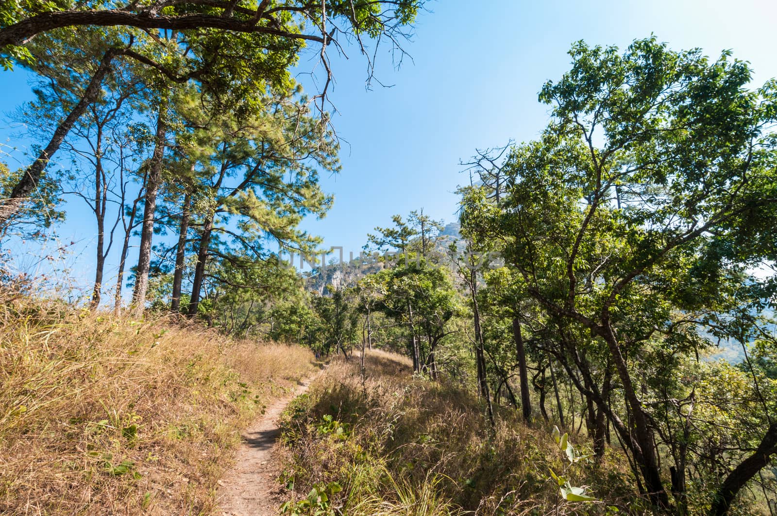 path in forest landscape