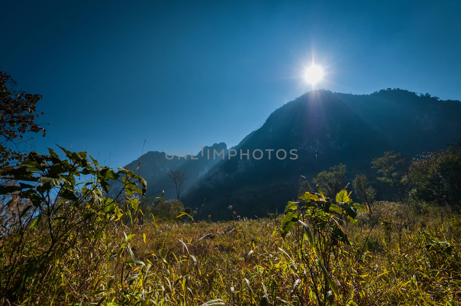 sun light and mountain forest landscape