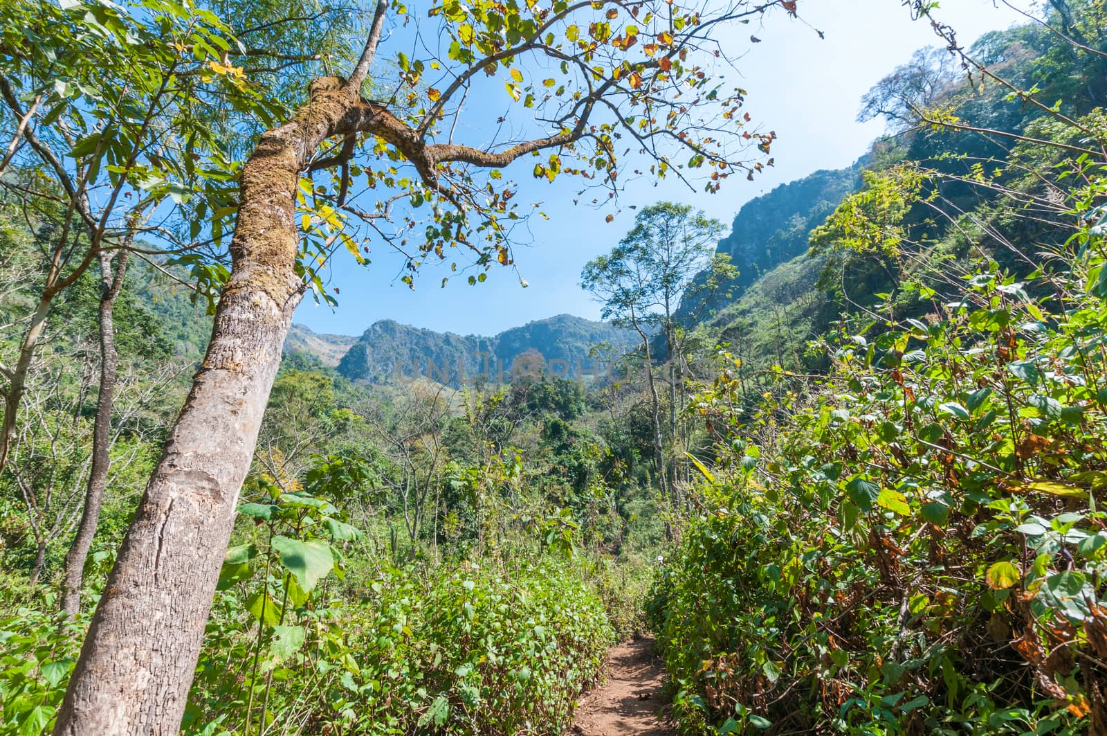 path in forest landscape