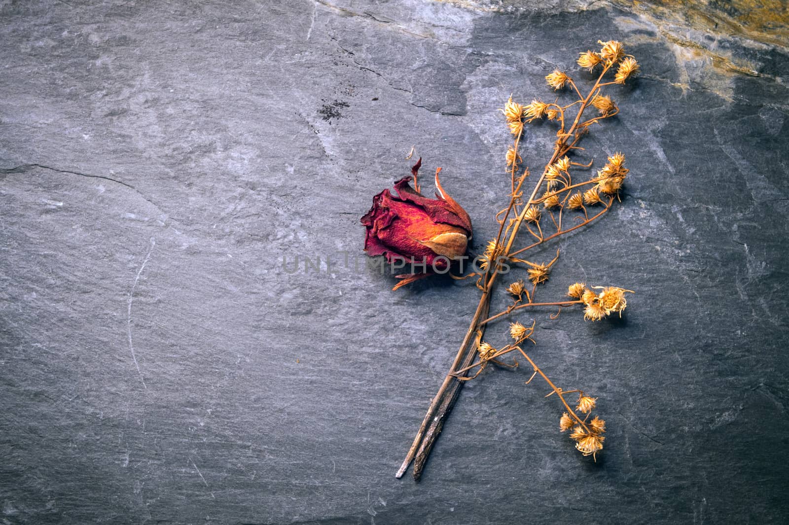 Closeup of Dry Rose Flower on Stone