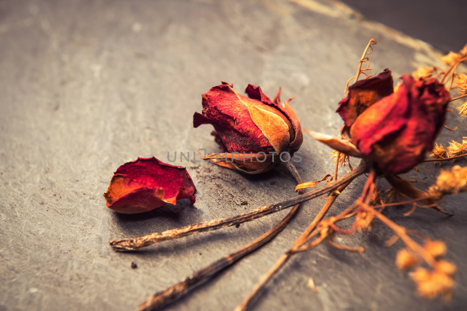 Closeup of Dry Rose Flower on Stone