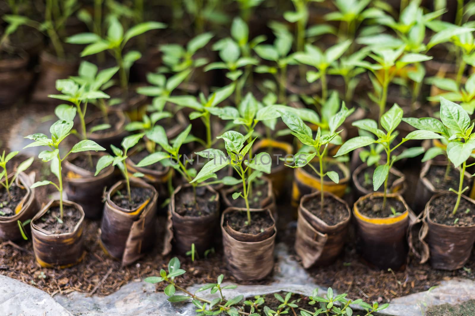 closeup of young chili plant