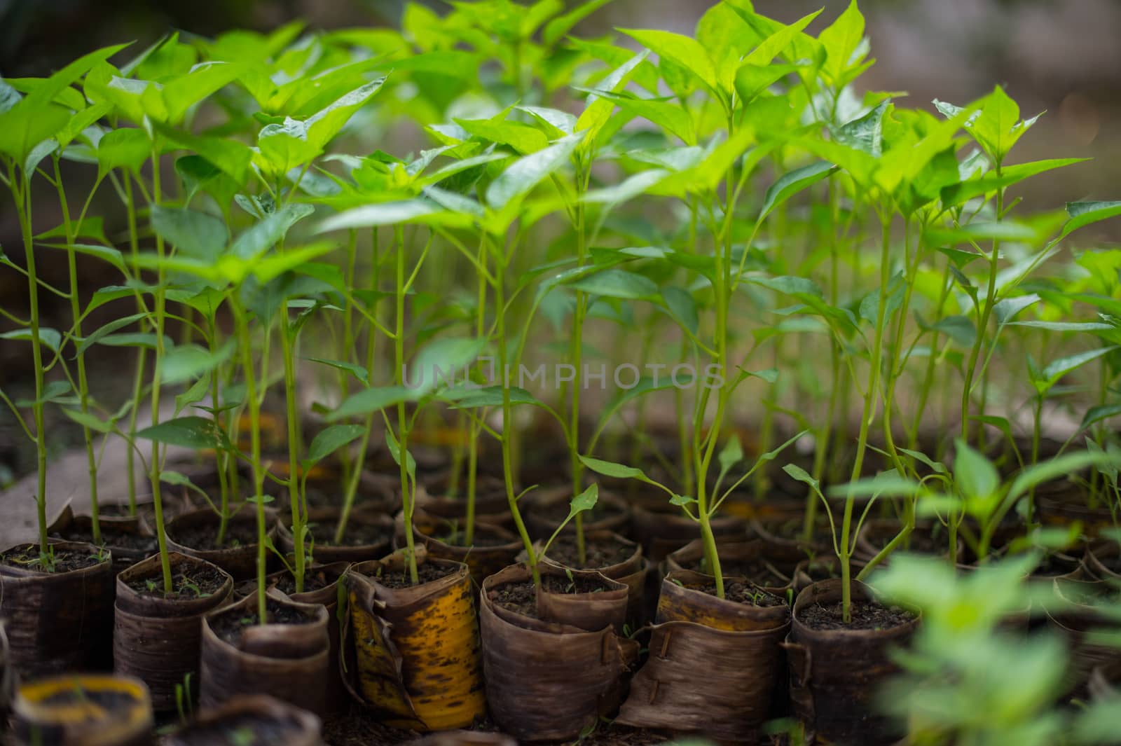 closeup of young chili plant