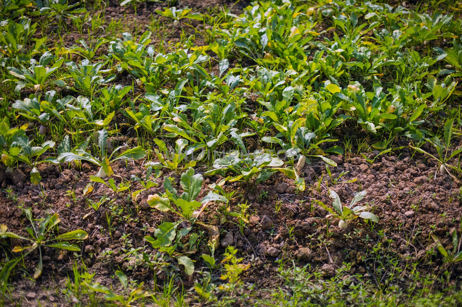white radish plant in farmland