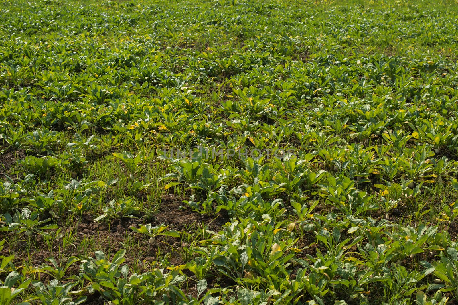 white radish plant in farmland
