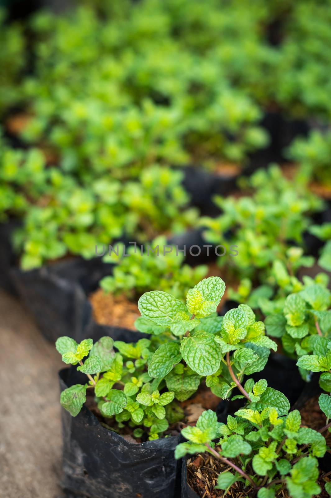 peppermint plant in potted closeup by sayhmog