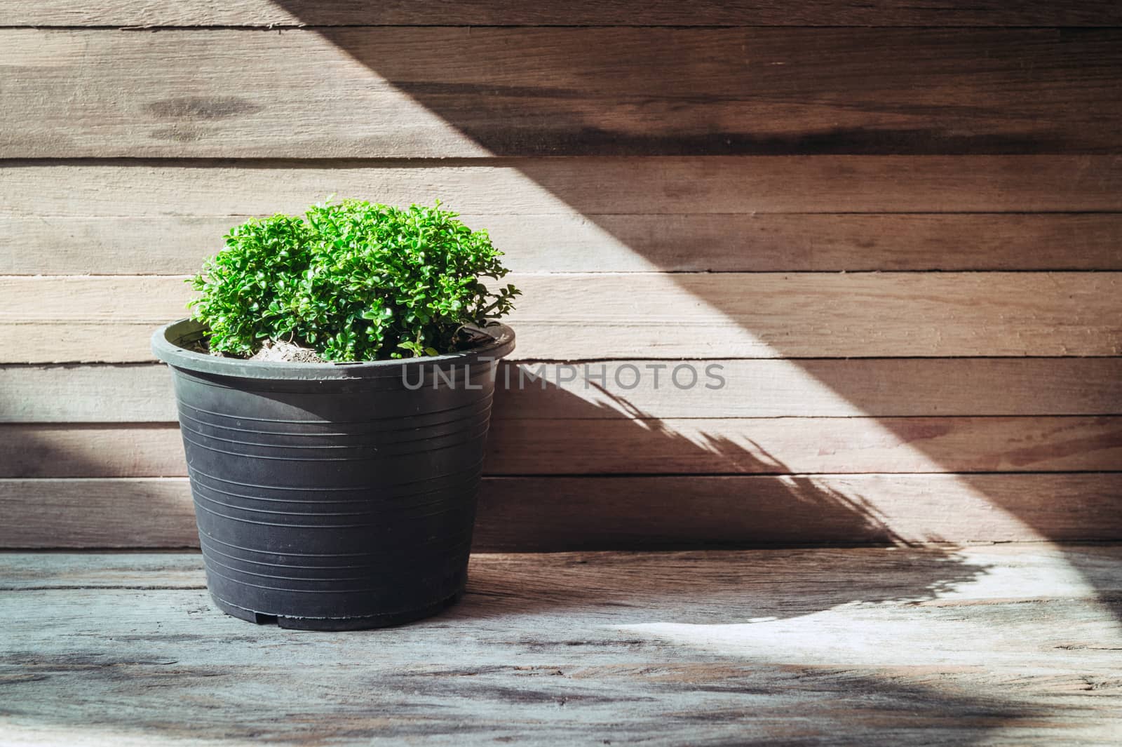 closeup green tree on flower pot and wooden background