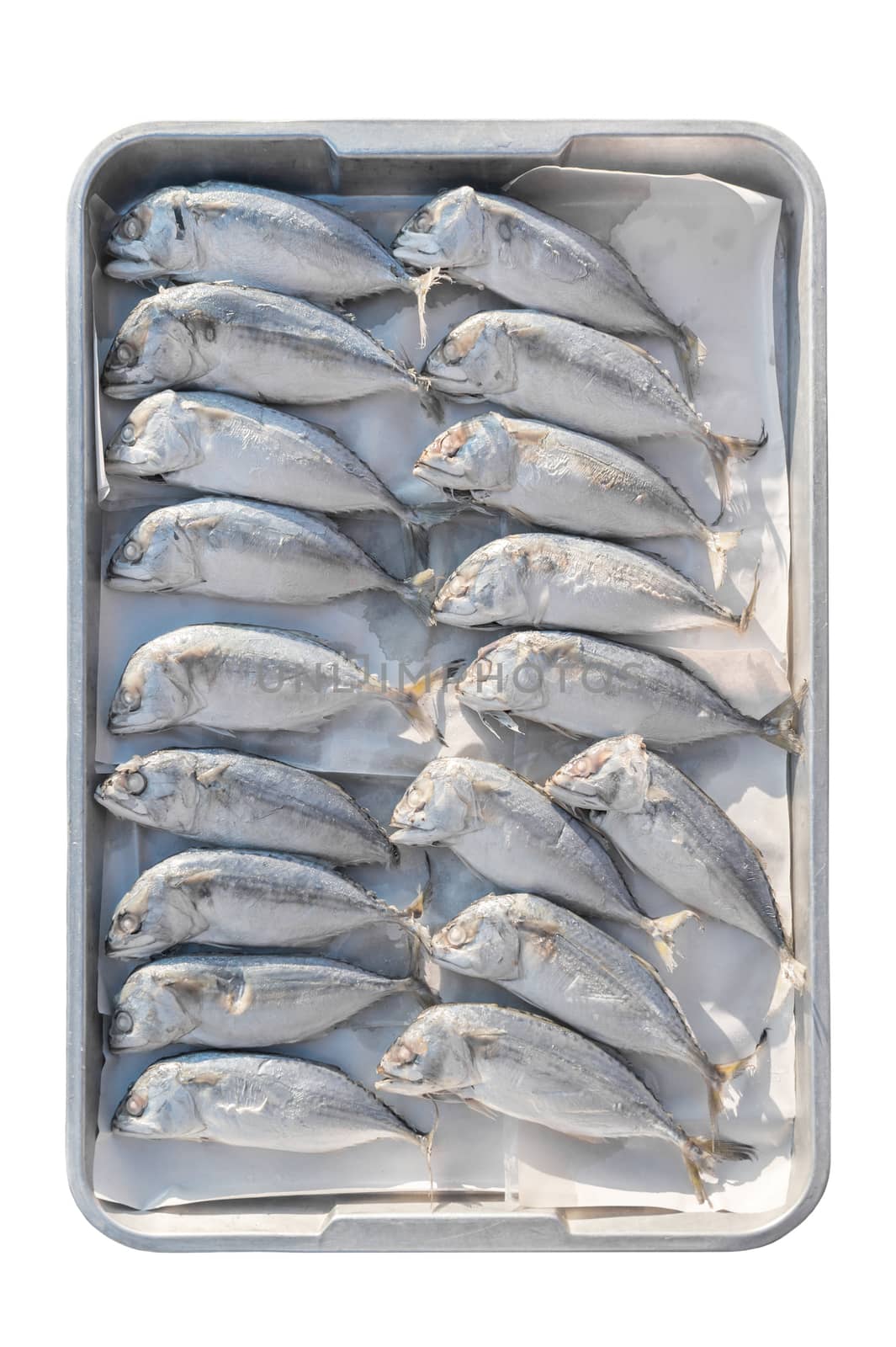 Indian-Mackerel fish isolated on white