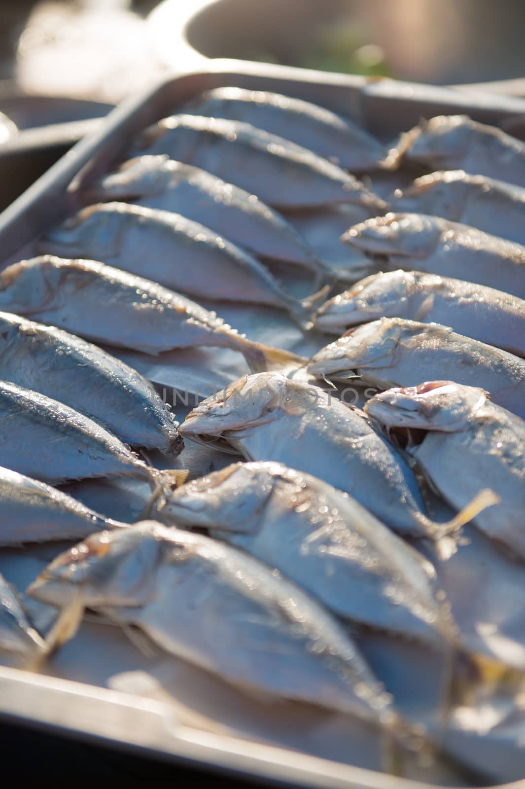 Indian-Mackerel fish closeup of raw food