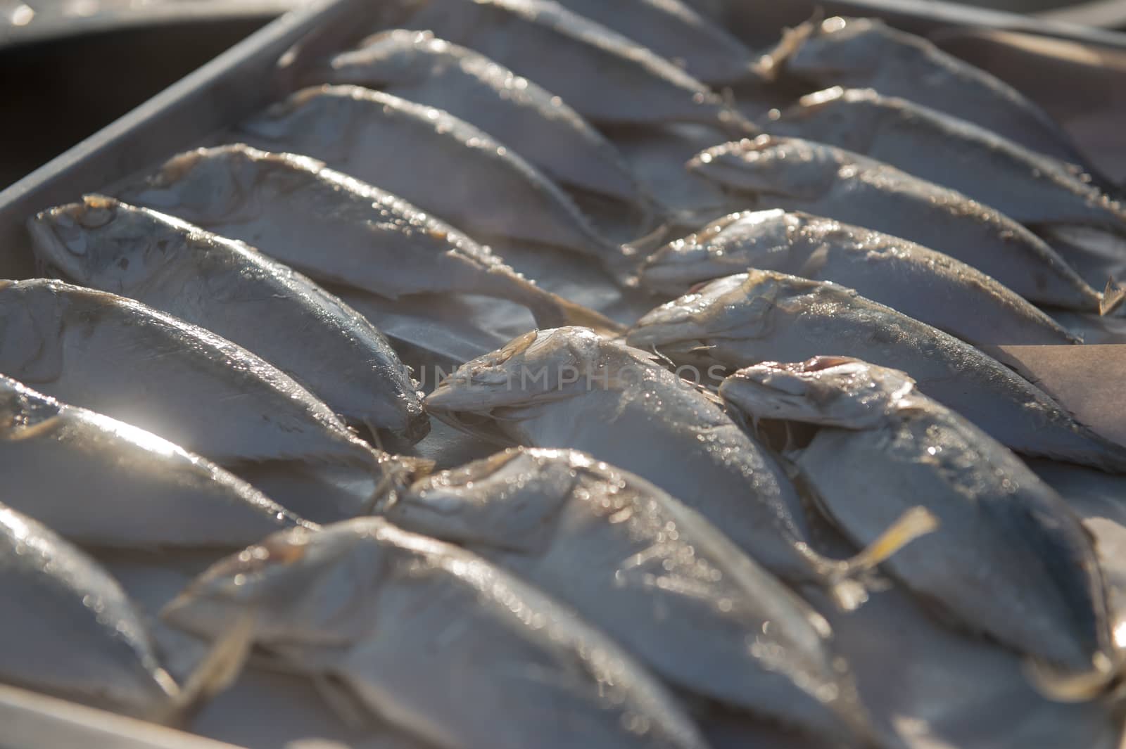 Indian-Mackerel fish closeup of raw food