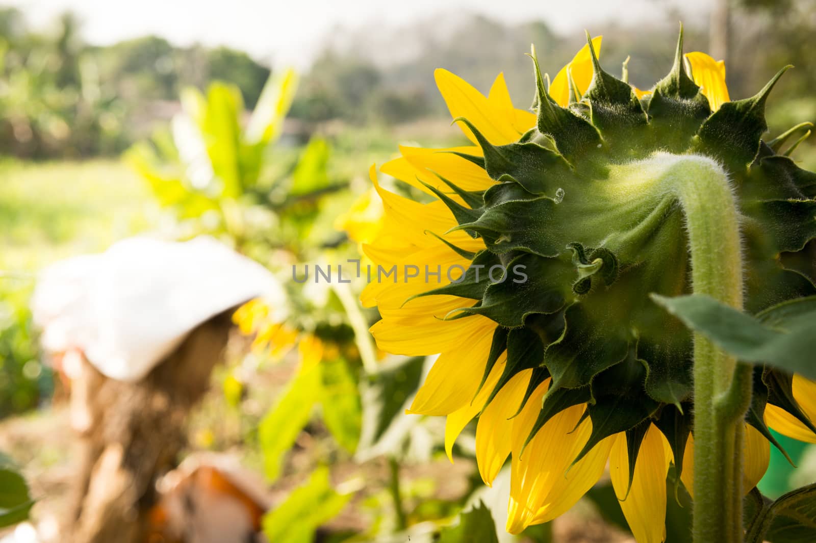 closeup of back sunflower by sayhmog