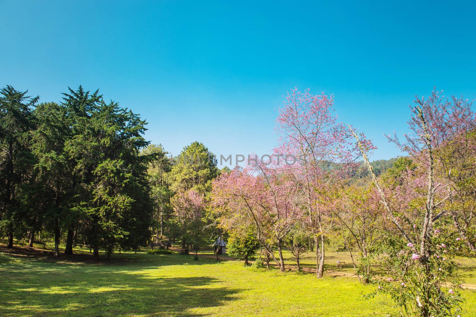 landscape of Prunus cerasoides flower in the natural park