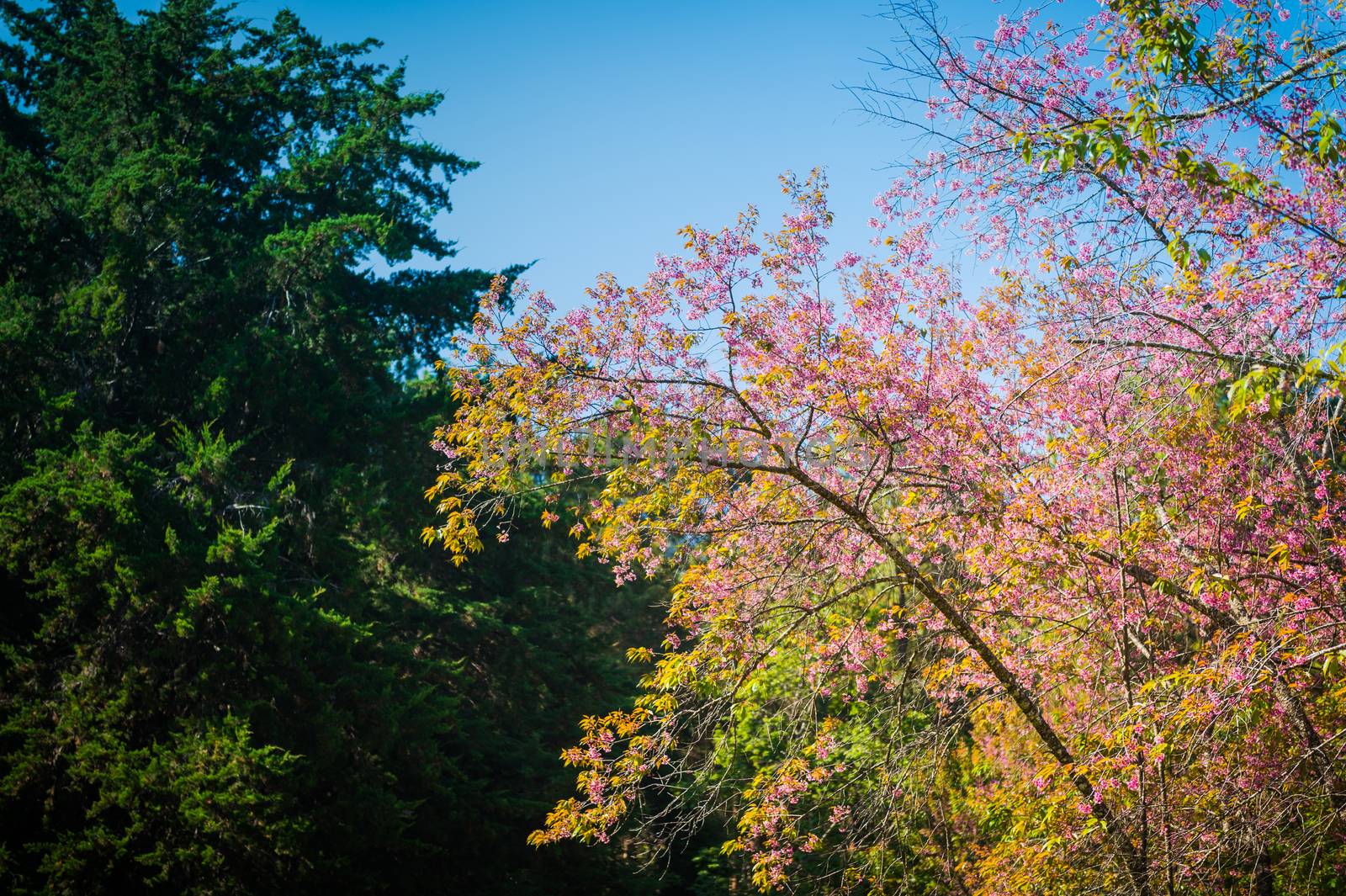 Prunus cerasoides flower in the natural park