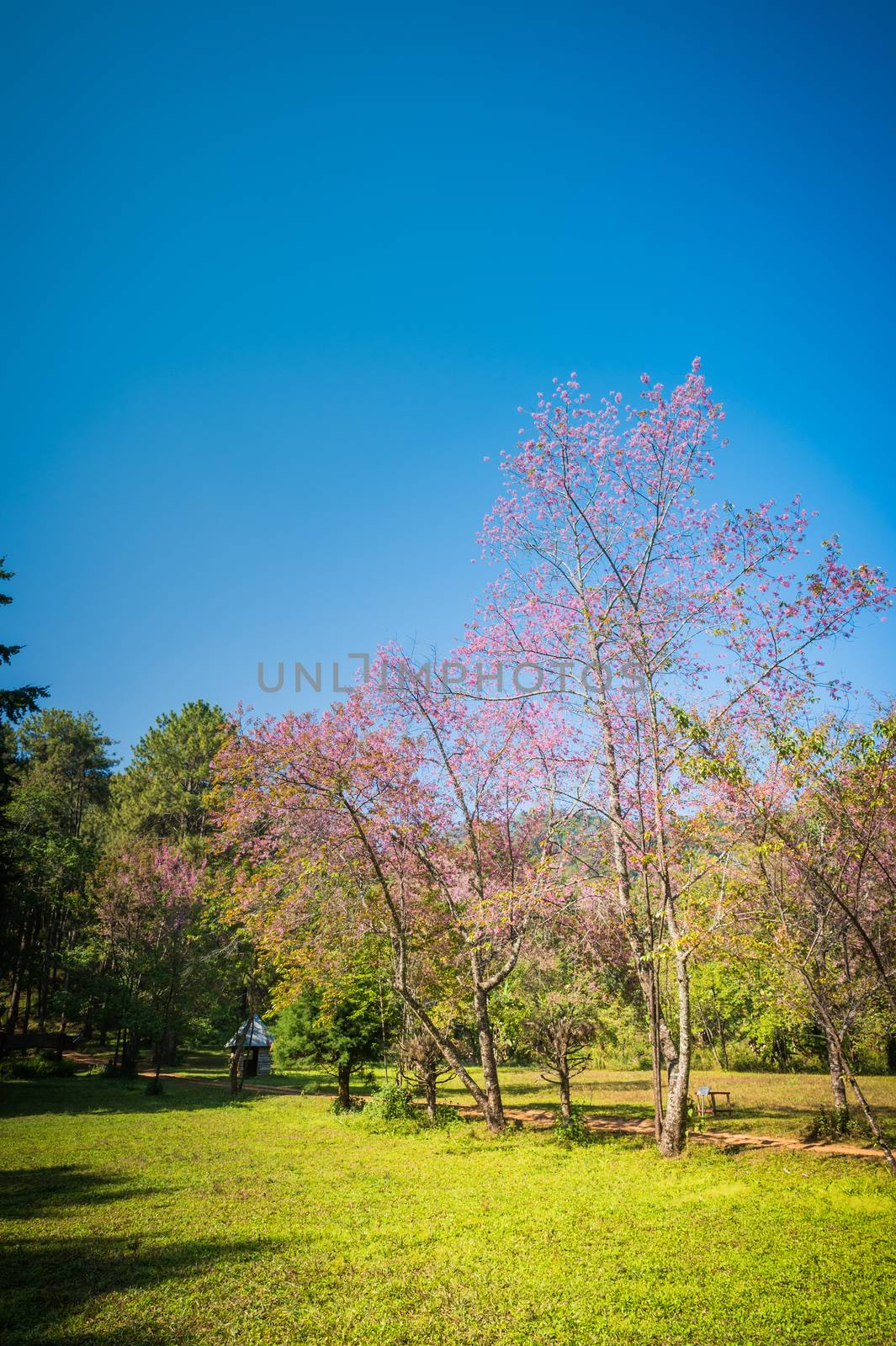 landscape of Prunus cerasoides flower in the natural park