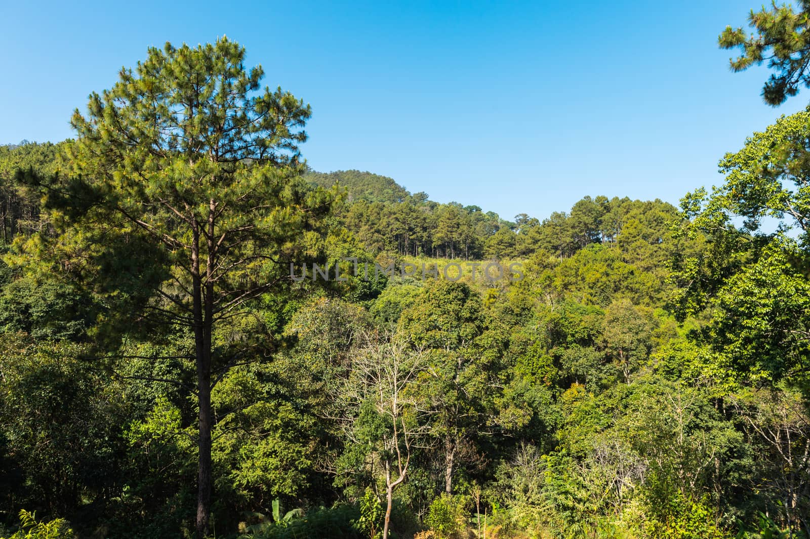 green tree in the mountain landscape.