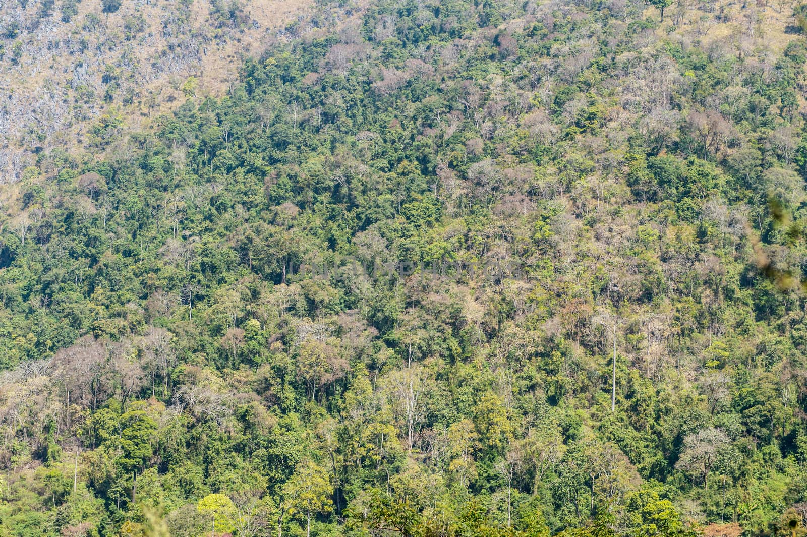 pattern of green tree in the mountain landscape.