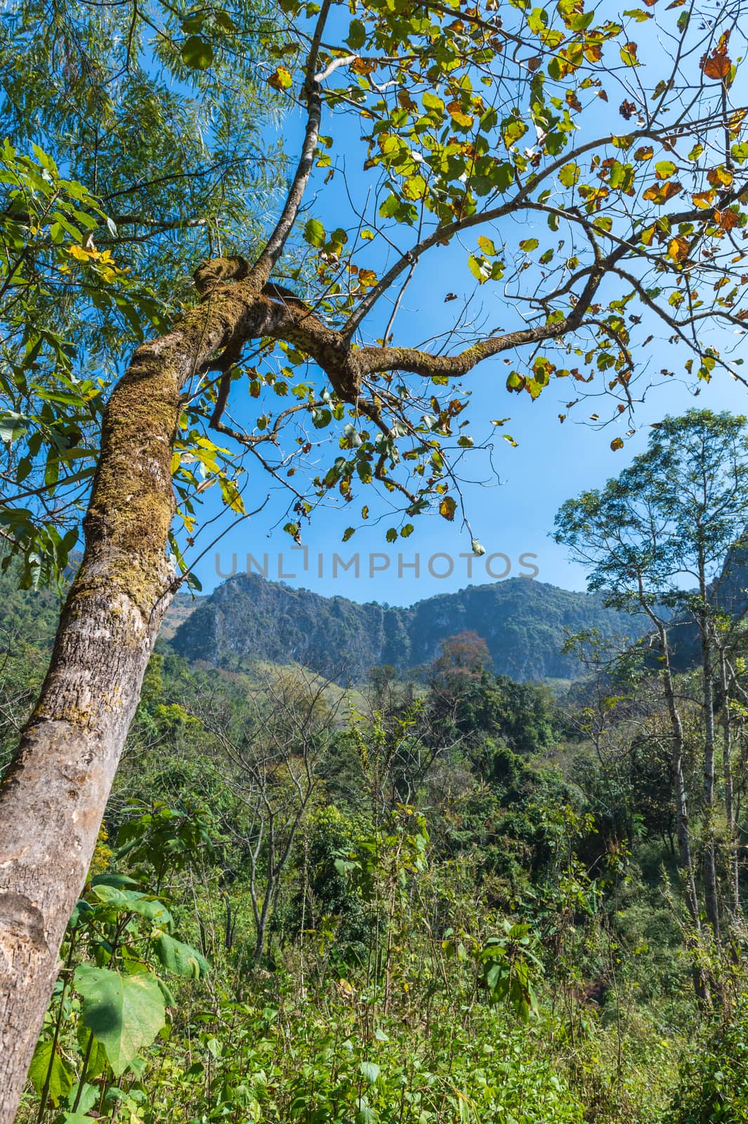 Mountain of Doi Luang Chiang Dao natural park Landscape, Chiang Mai, Thailand.