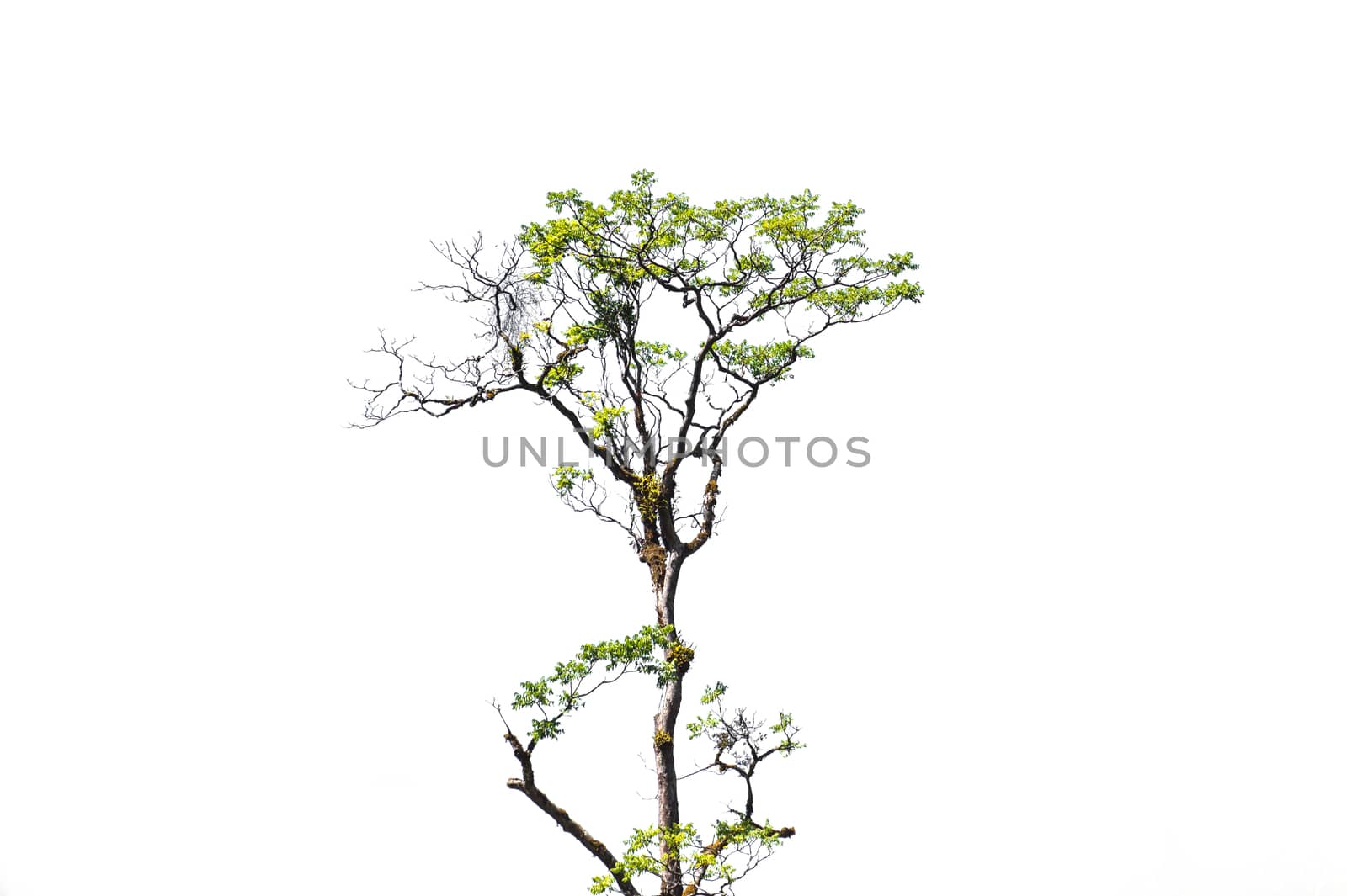 tree isolated on white