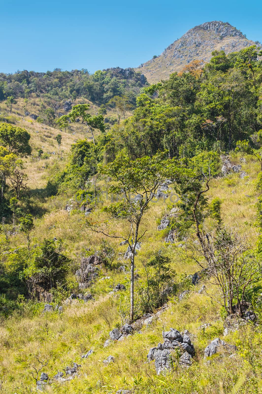 green tree and stone in the forest landscape. by sayhmog