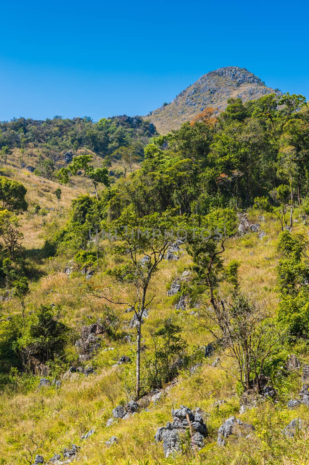 Mountain of Doi Luang Chiang Dao natural park Landscape, Chiang  by sayhmog