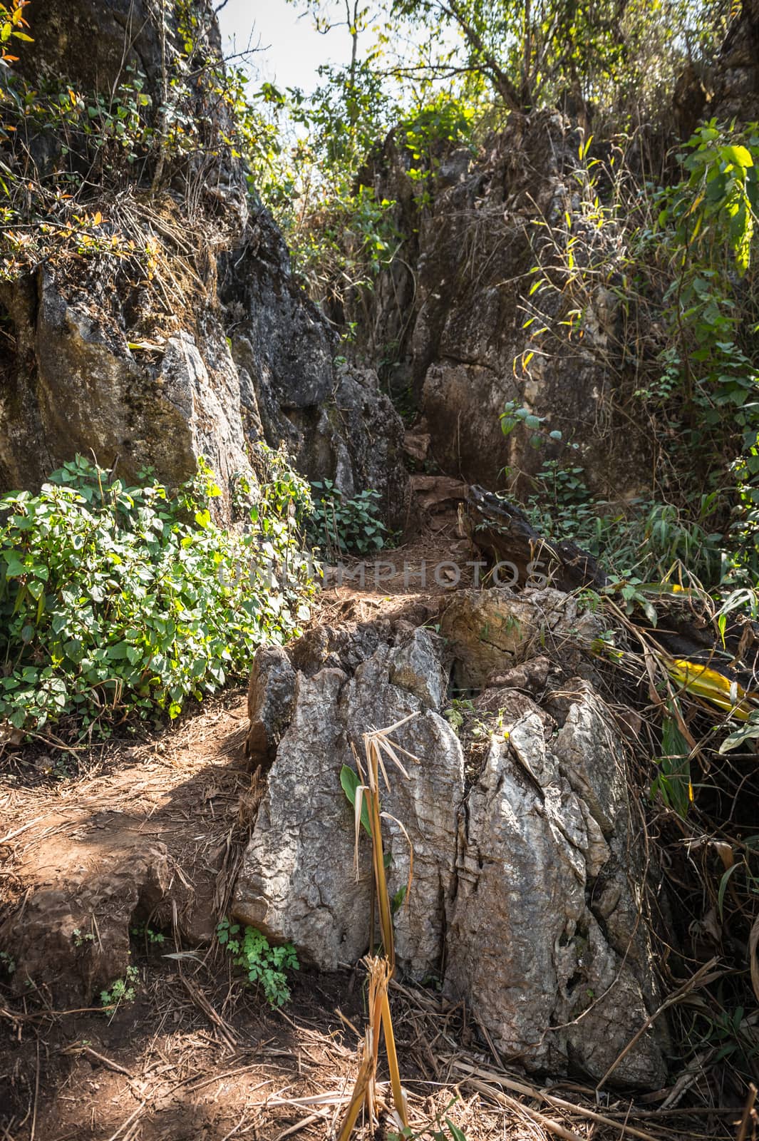stone and soil path in the forest closeup. by sayhmog