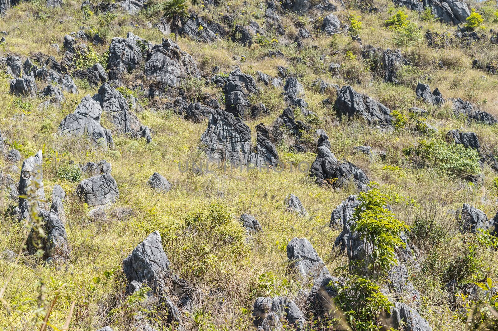 pattern of green tree and stone in the mountain landscape.