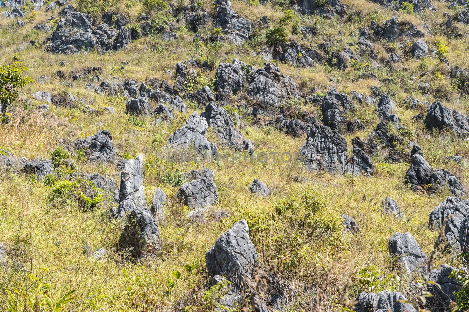 pattern of green tree and stone in the mountain landscape.
