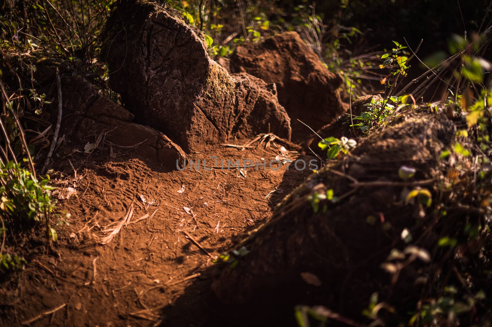 stone and soil path in the forest closeup.
