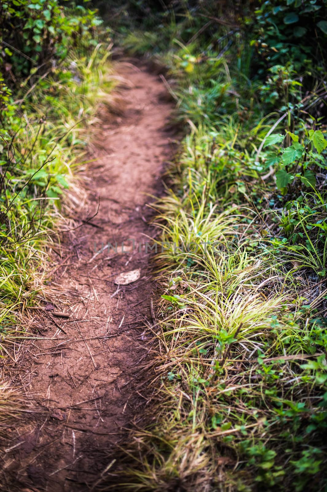 path of Doi Luang Chiang Dao Mountain Landscape, Chiang Mai, Tha by sayhmog