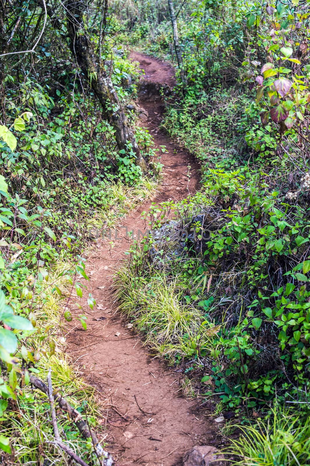 path of Doi Luang Chiang Dao Mountain Landscape, Chiang Mai, Thailand.