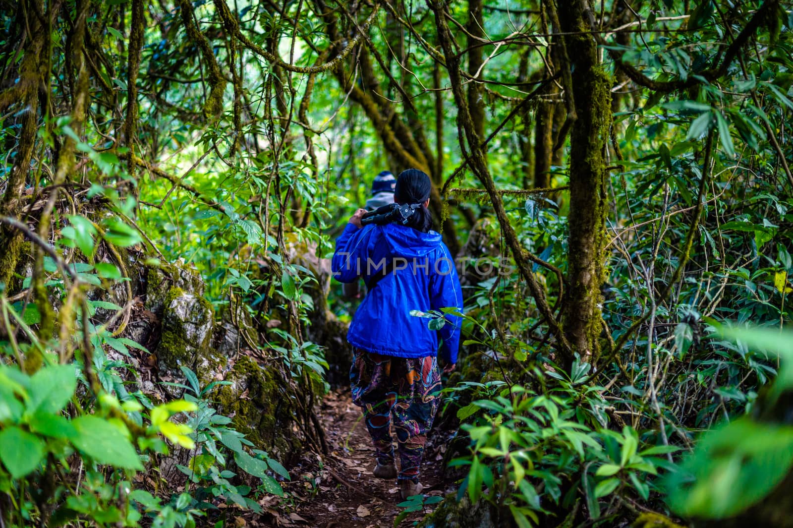 traveler walking on the path in forest