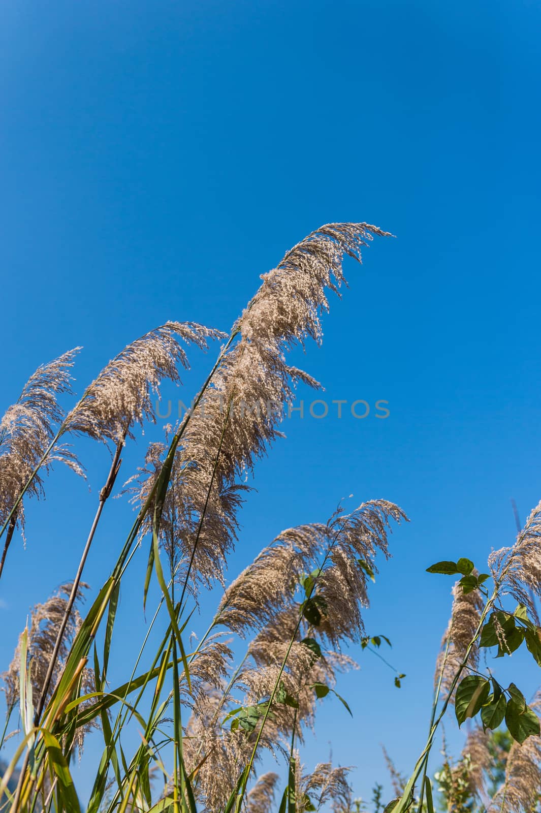 closeup of flower grass and blue sky by sayhmog