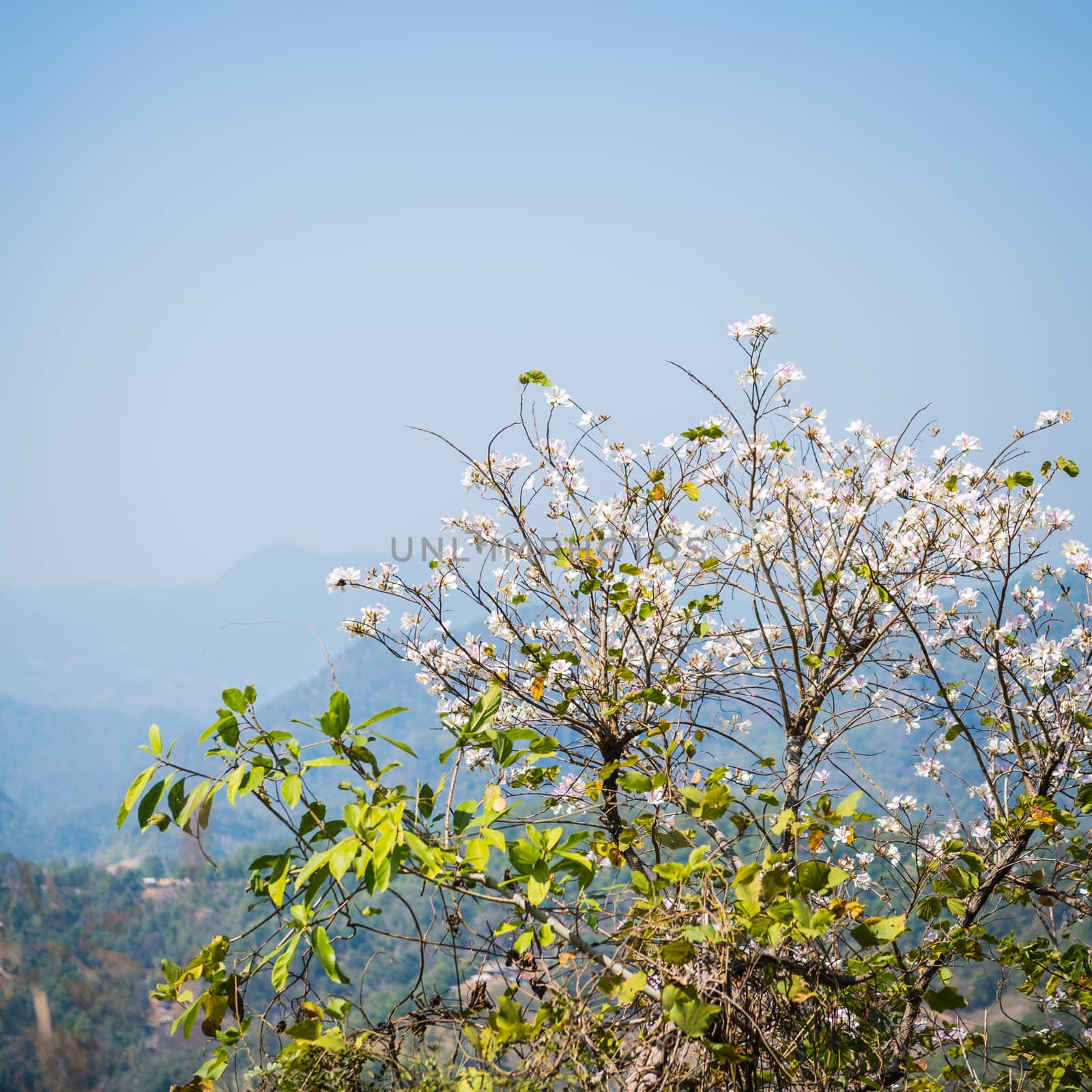 closeup of white flower on the mountain landscape