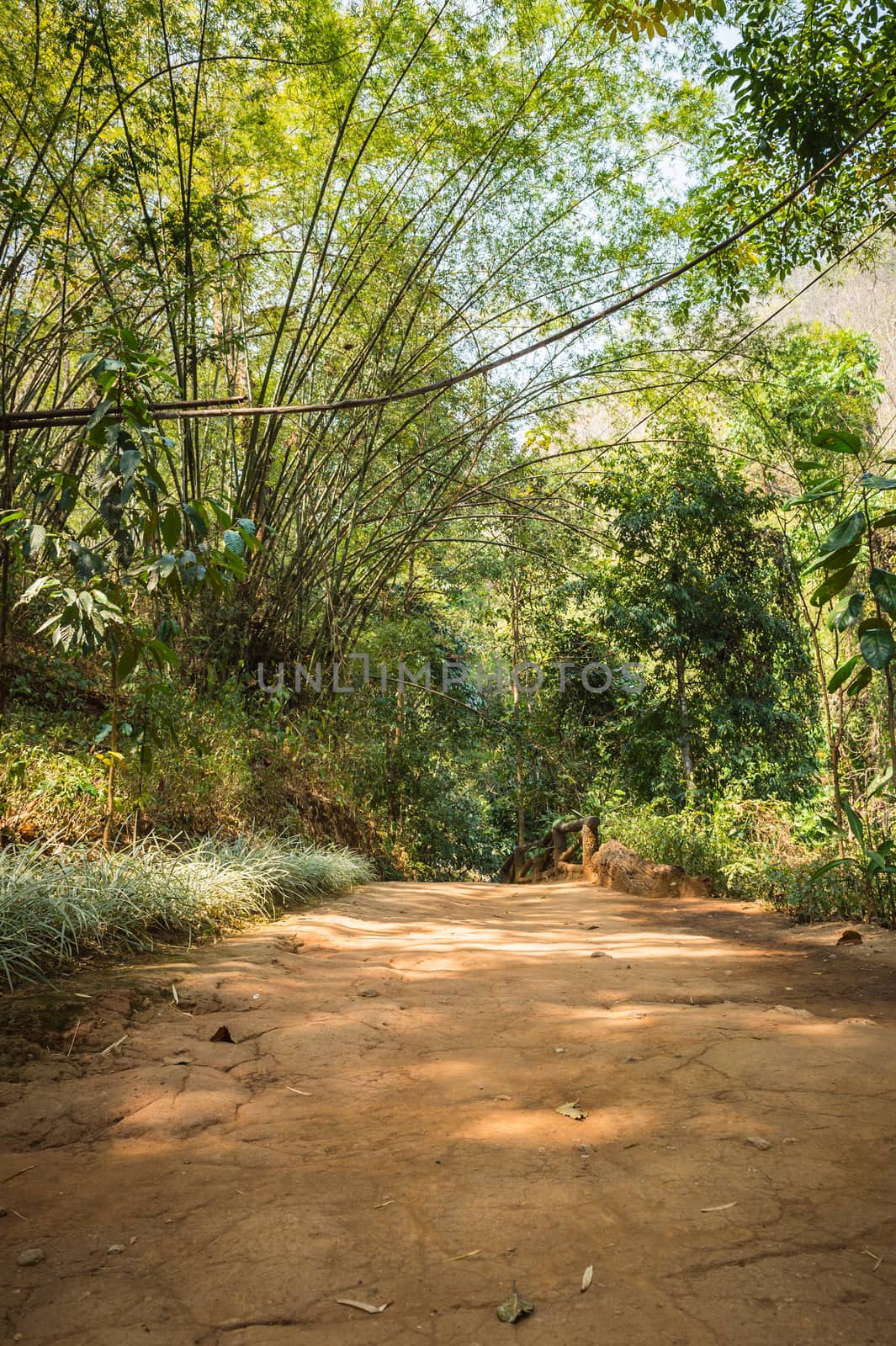 soil path in natural park