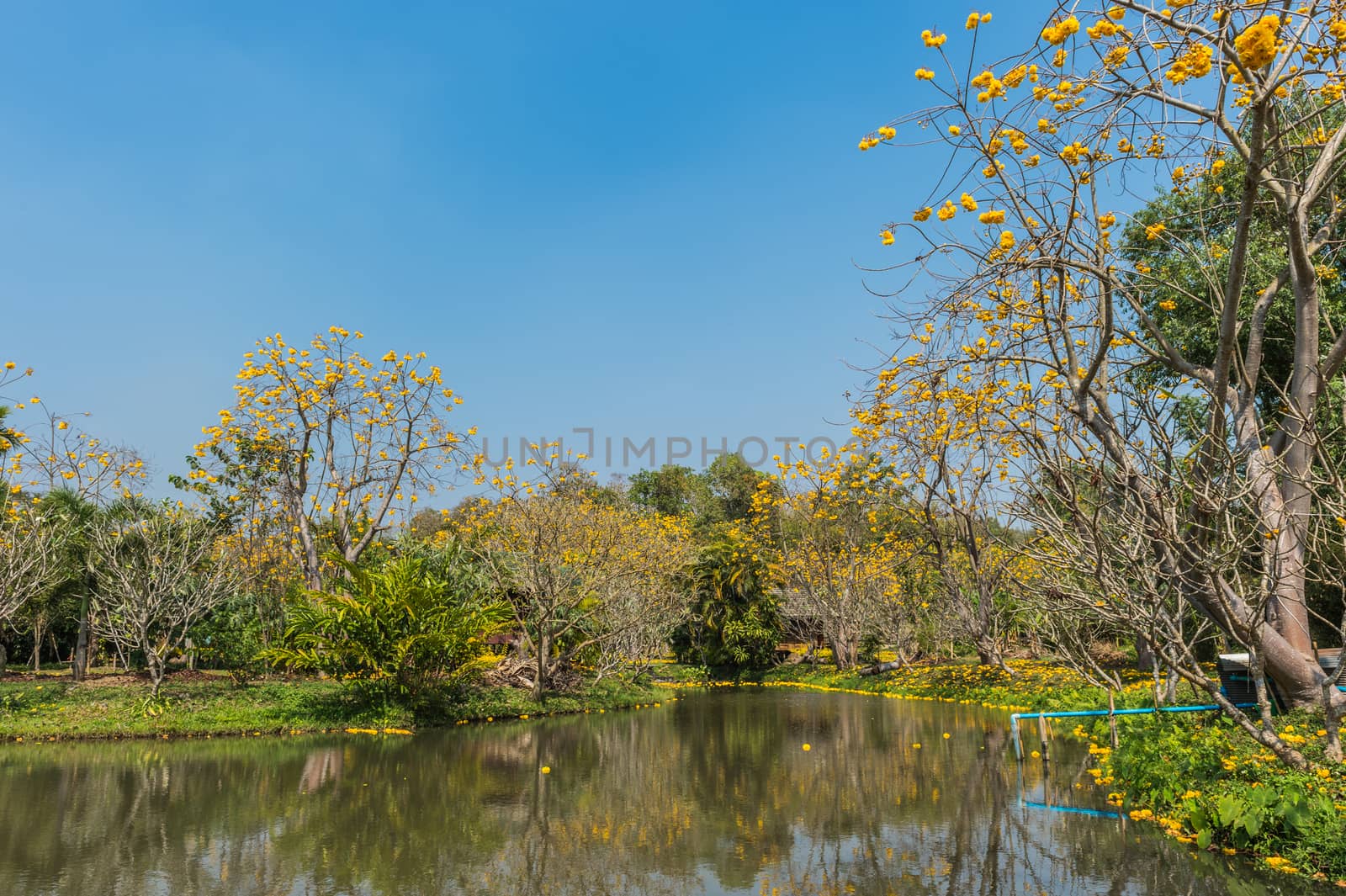 Tabebuia tree in the garden landscape