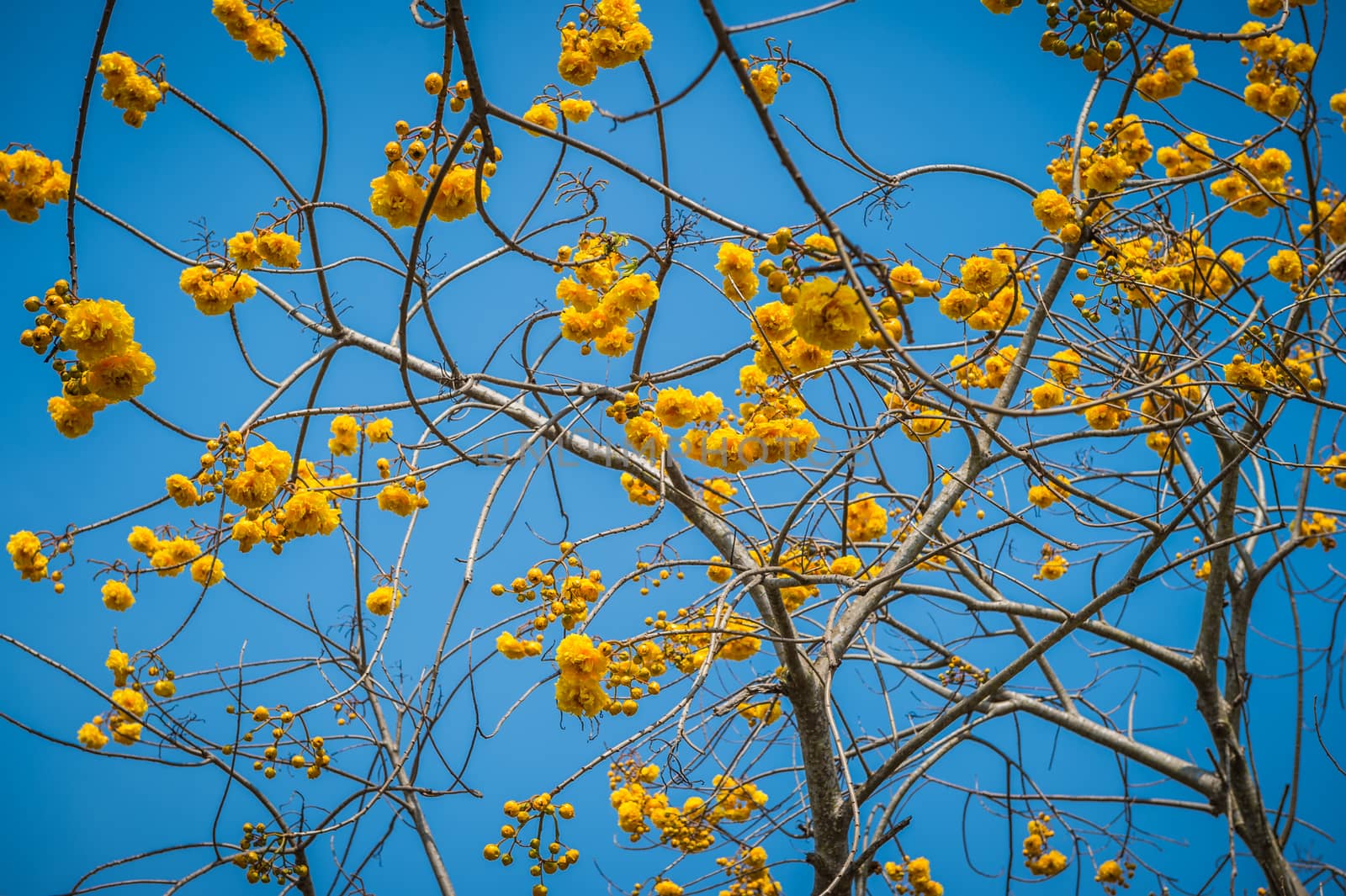 Tabebuia flower closeup and blue sky