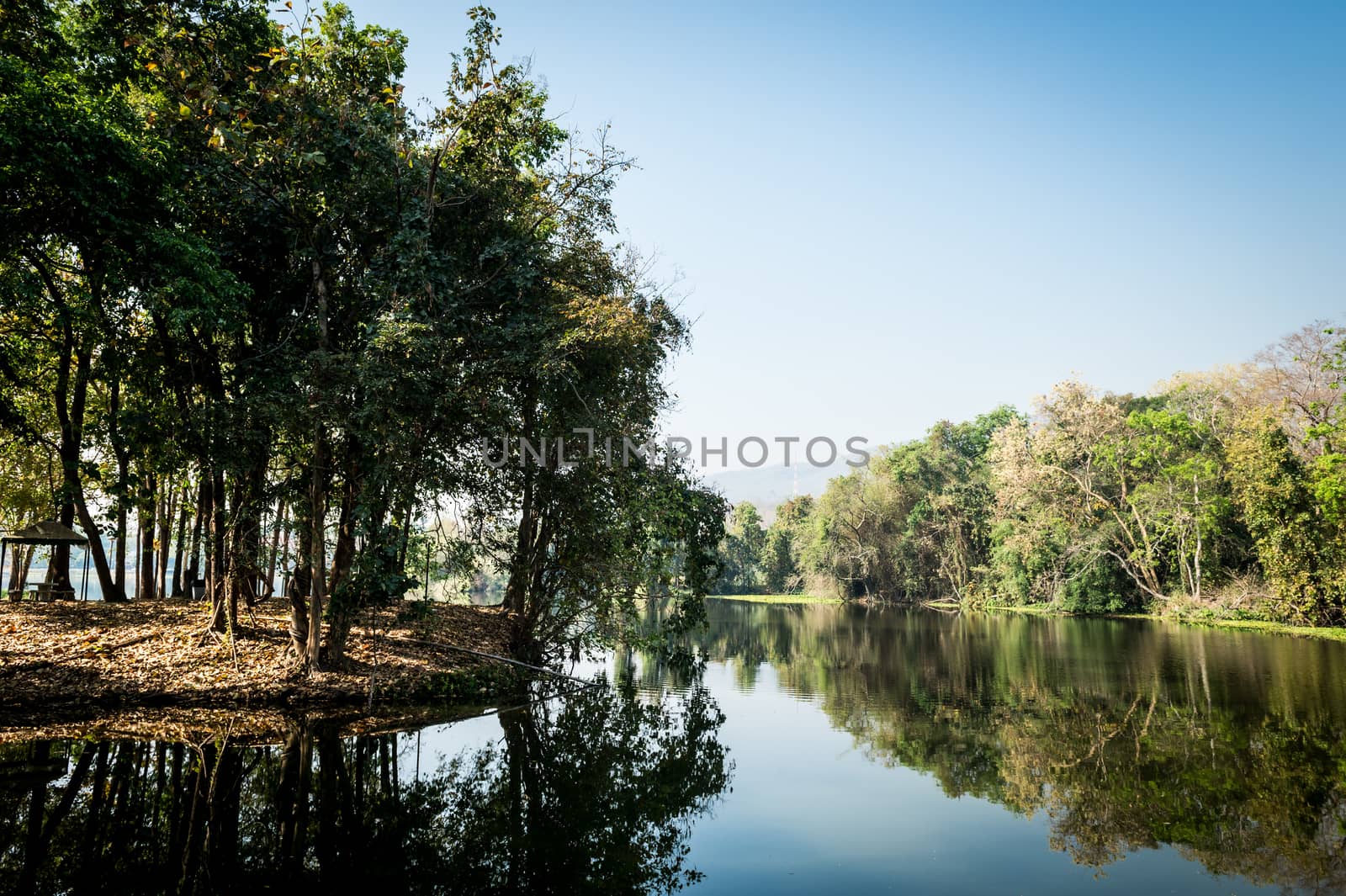 tree and marsh in the forest landscape