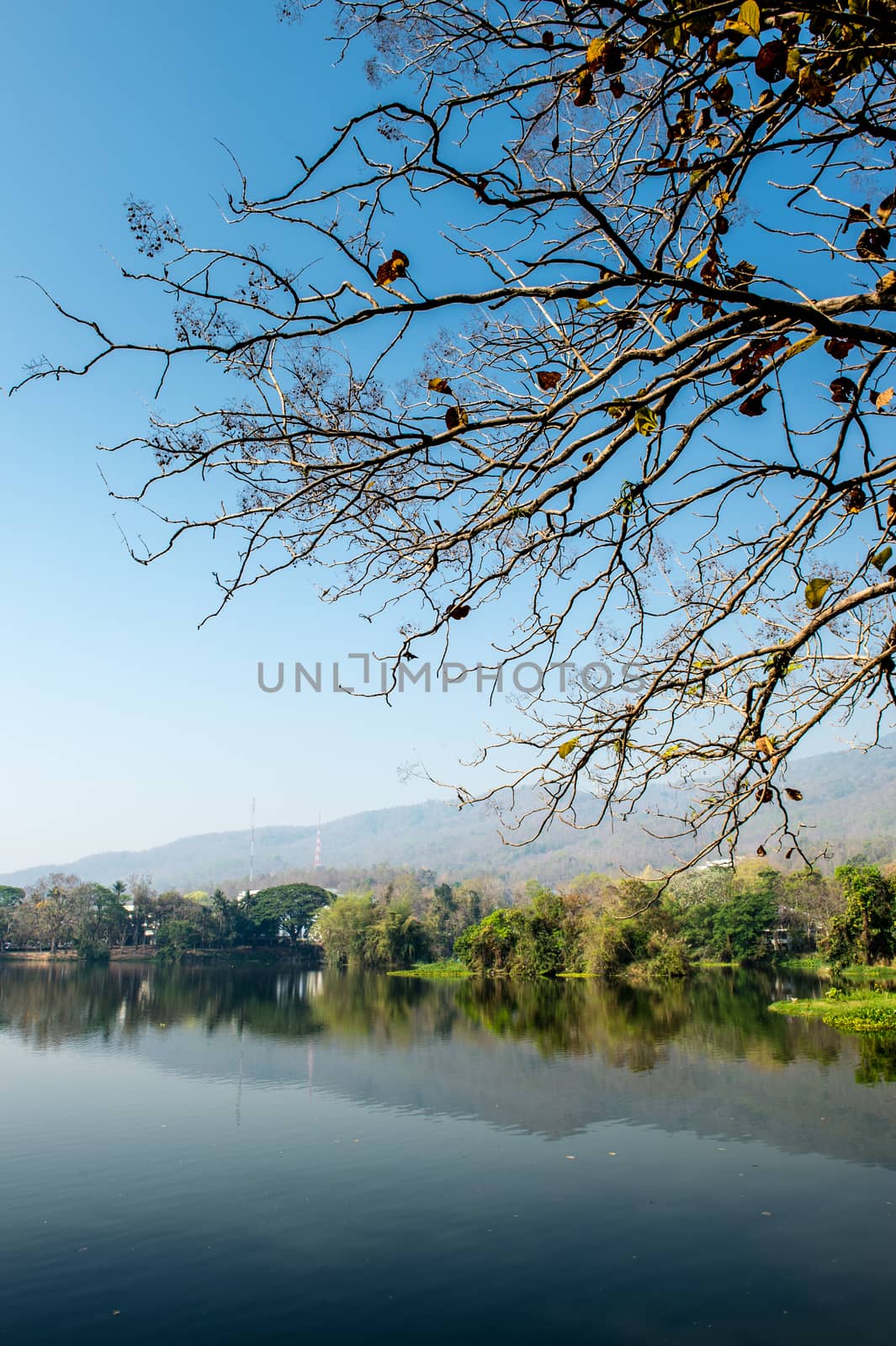 branch of tree and marsh in the forest landscape
