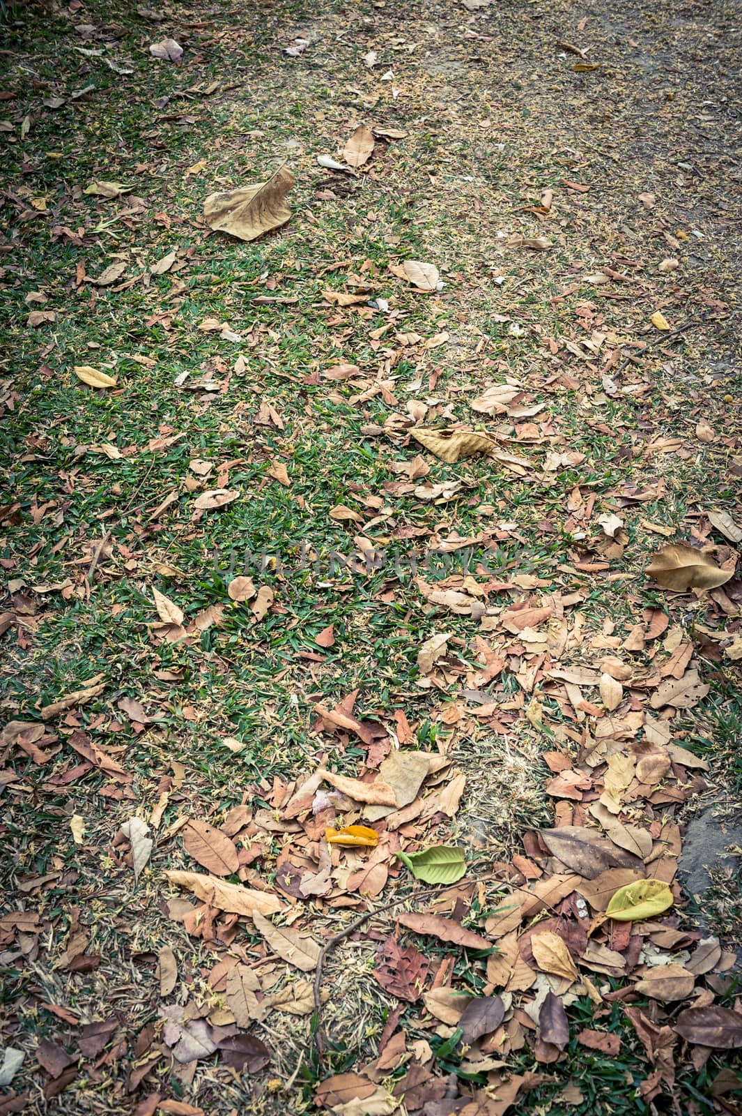 dry leaf on grass in garden