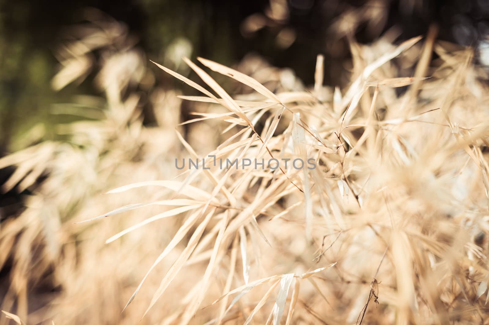 closeup of bamboo leaf dry