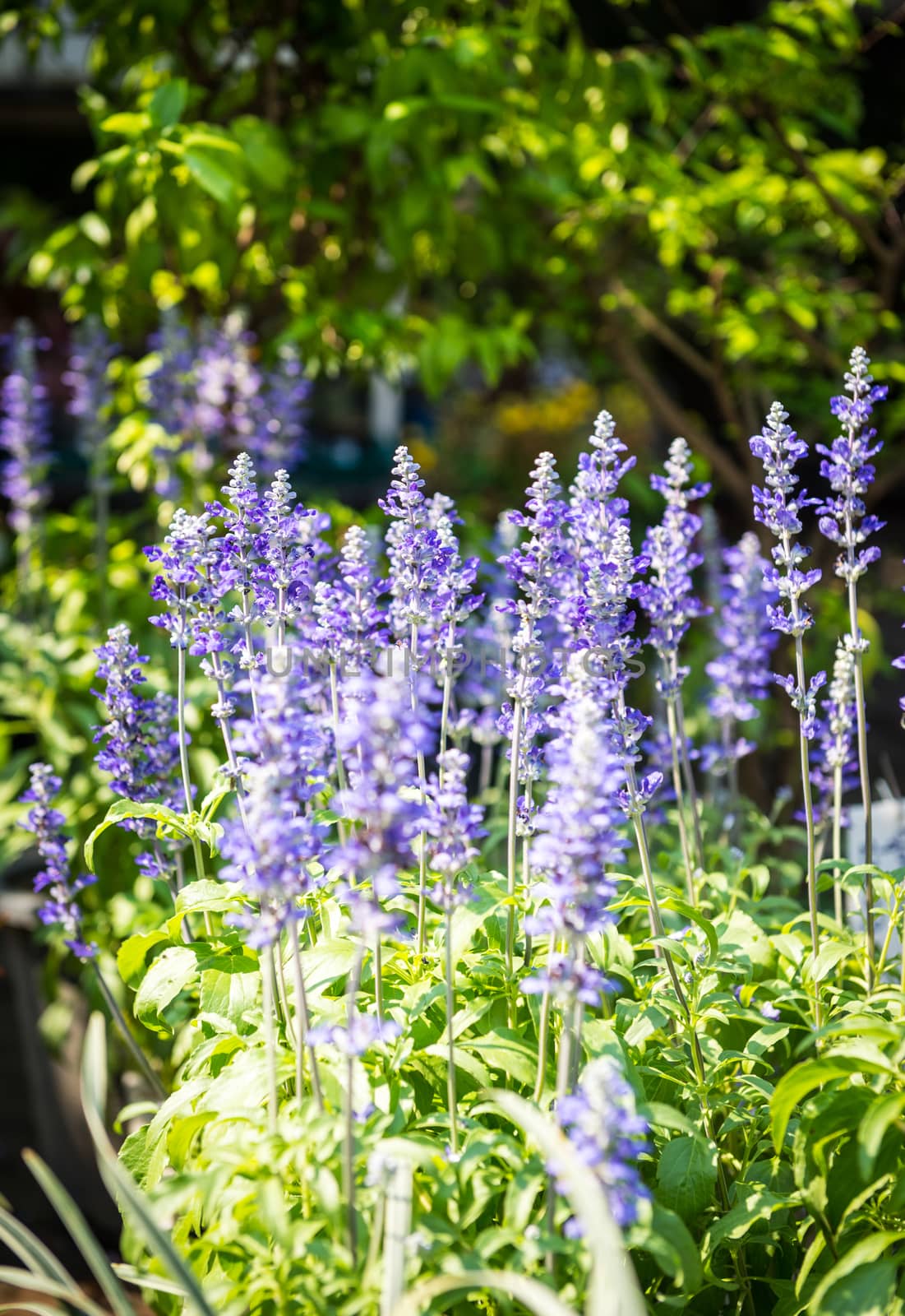 blue Salvia flower closeup