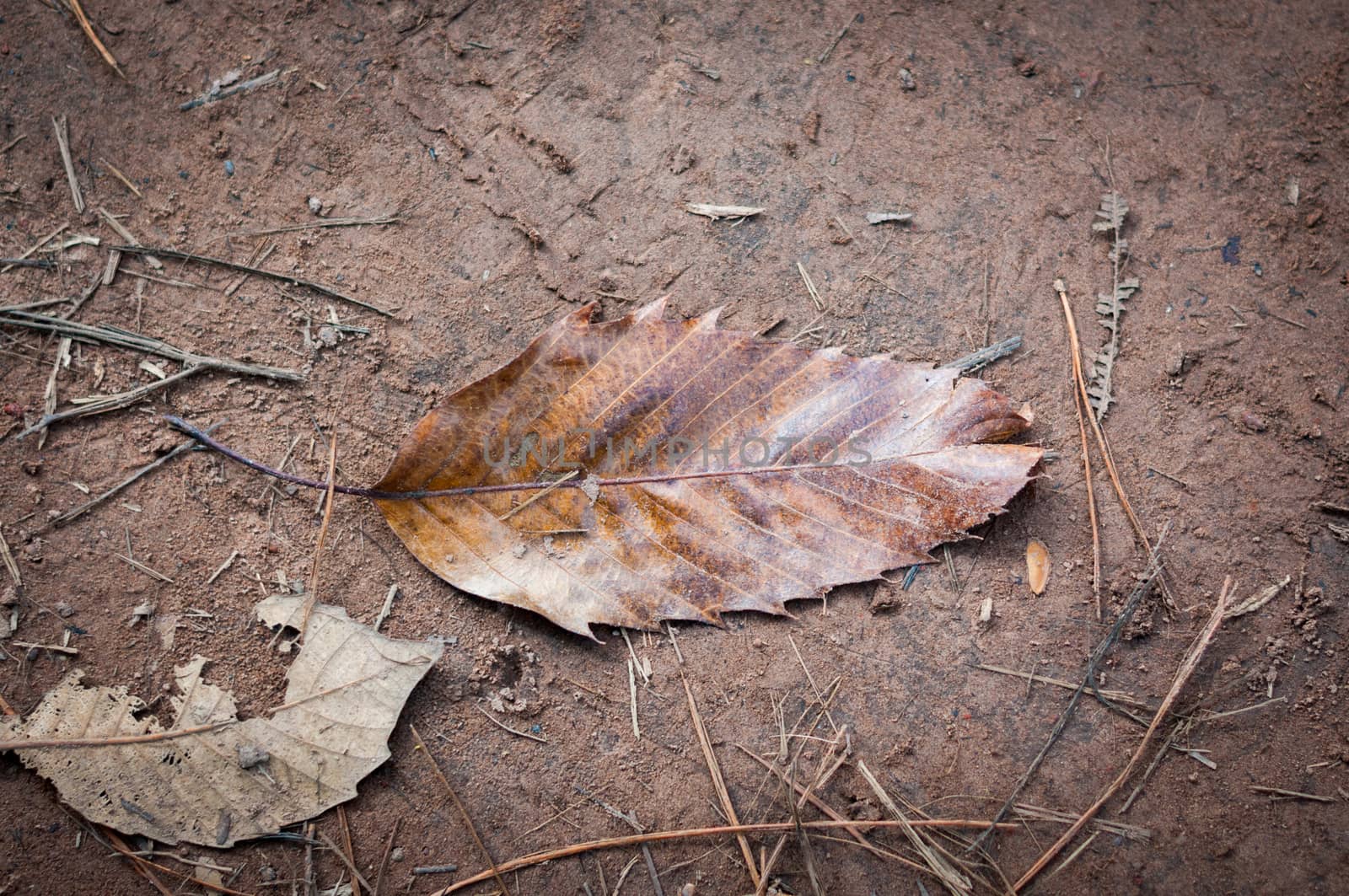 Dried leaf on soil closeup